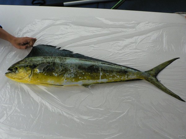 11- Le coryphene male 